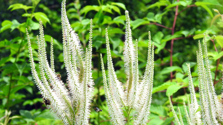 Tall white culver's root