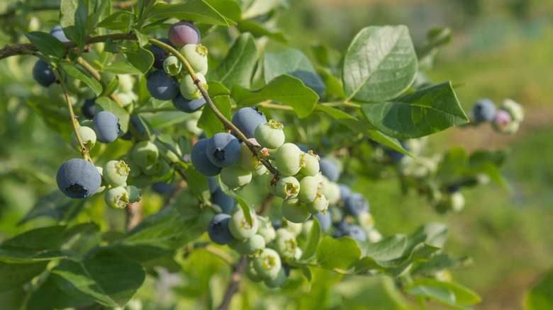 Highbush blueberries with fruit