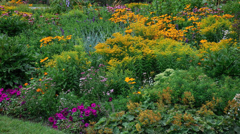 Mix of tall perennials in a border garden