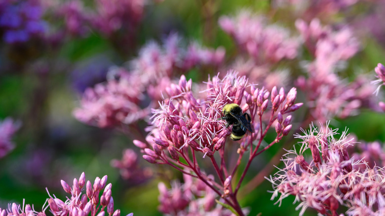 Bumblebee pollinating pink joe-pye weed