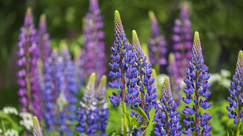 Tall purple lupine flowers