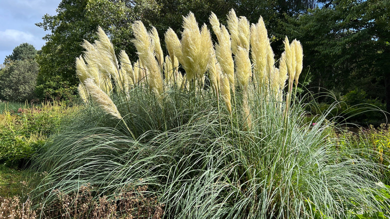 Tall green pampas grass