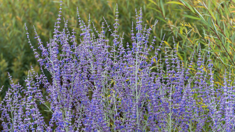 Tall Russian sage flowers