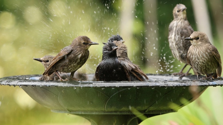 a family of starlings bathing in a birdbath
