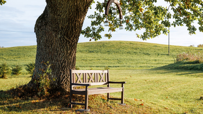 Bench undereath a large tree