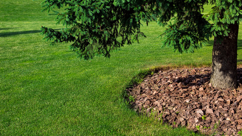 Large pine tree with bark mulch around the base