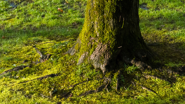 Moss growing over and around tree roots