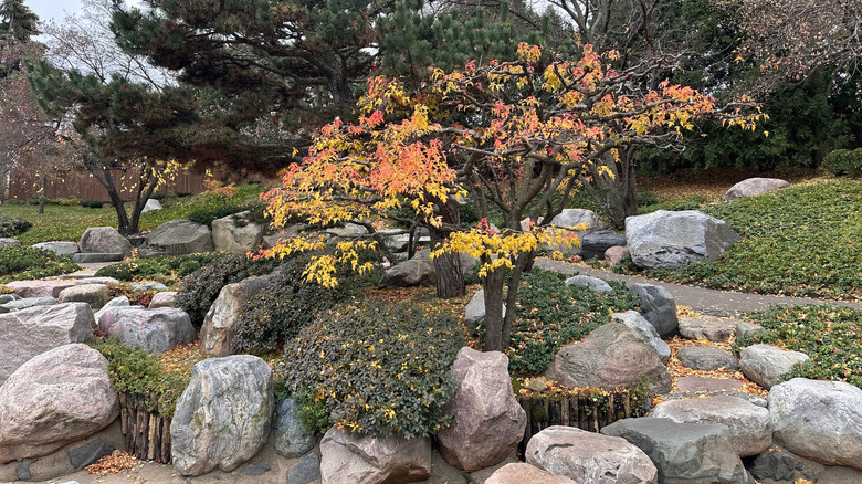 Japanese maple tree surrounded by a low fence and large rocks