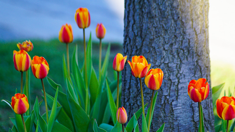 Orange and red tulips growing around a tree