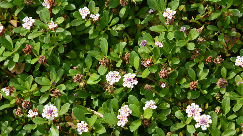 Frogfruit plant with white flowers