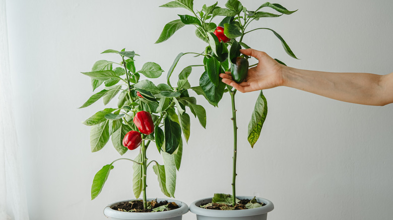 Potted bell peppers growing inside