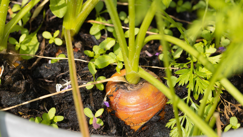 Carrot growing in pot