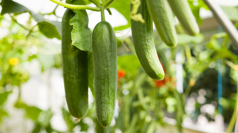Cucumbers growing in a greenhouse