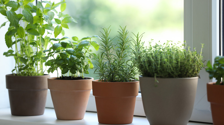 Herbs growing in a window