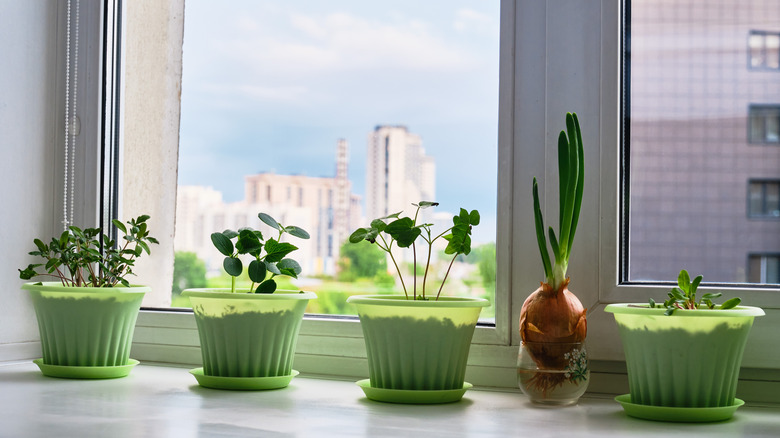 Plants sprouting in windowsill
