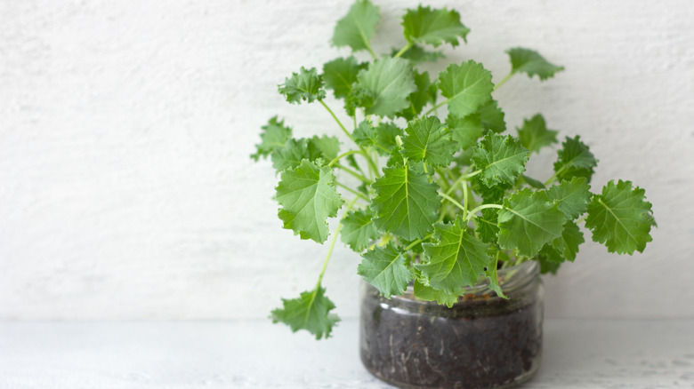 Closeup on mini kale plant