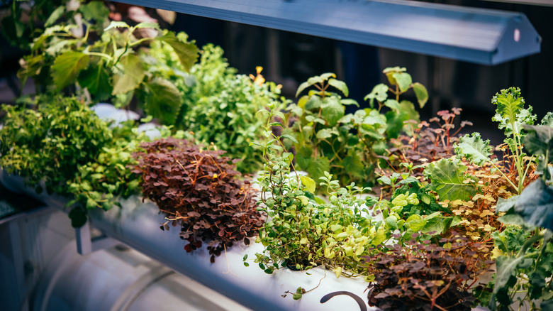 Microgreens growing under lights