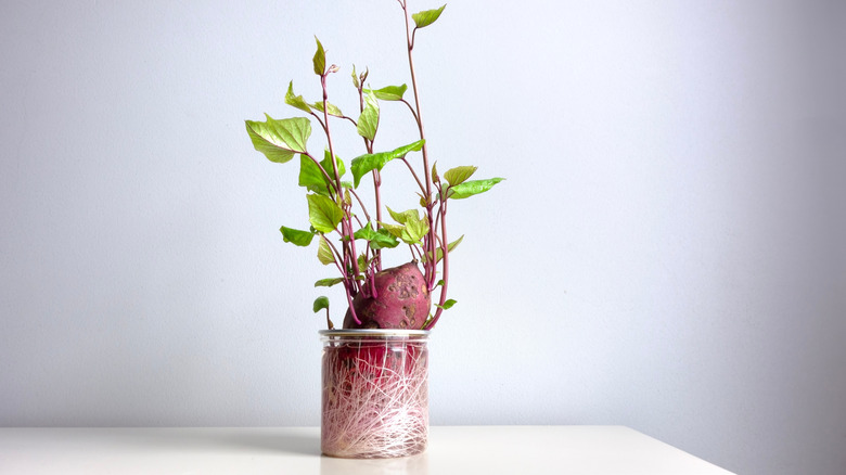 Rooting sweet potato
