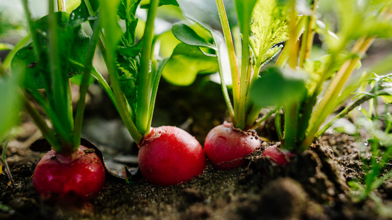 Closeup on growing radishes