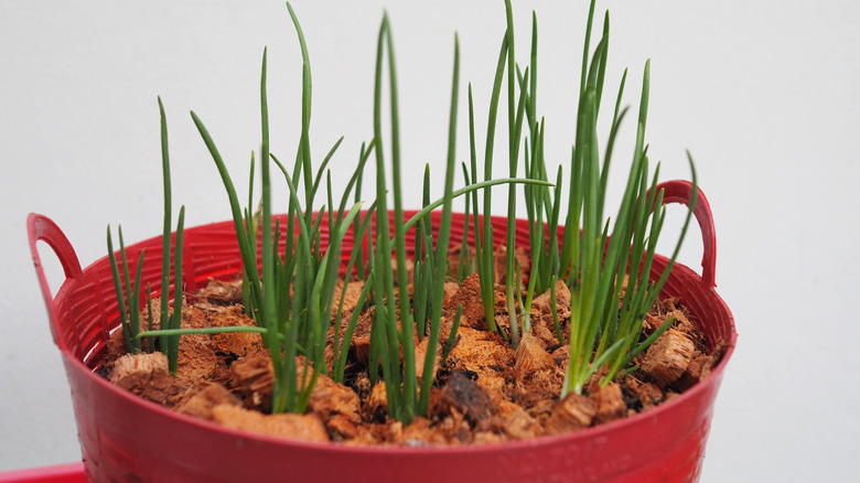 Growing green onions in a pot