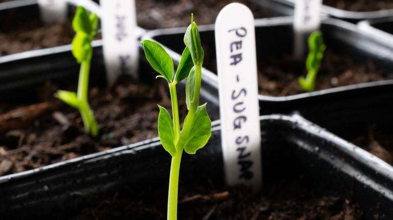 Pea growing under a grow light