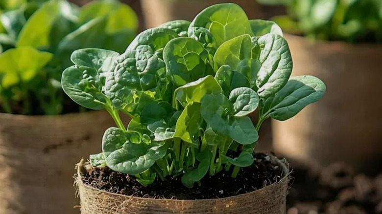 Potted spinach plant