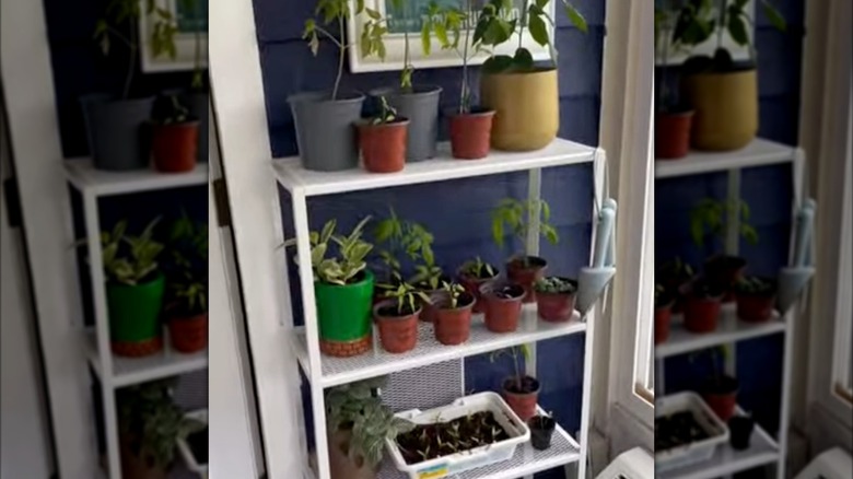 IKEA BAGGEBO shelf in use as a display for potted plants.