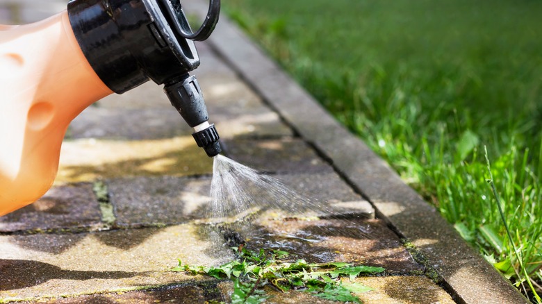 A garden sprayer applies a solution to a dandelion weed growing in a sidewalk crack.