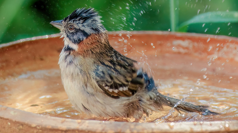 A Rufous-collared sparrow splashing in a bird bath.
