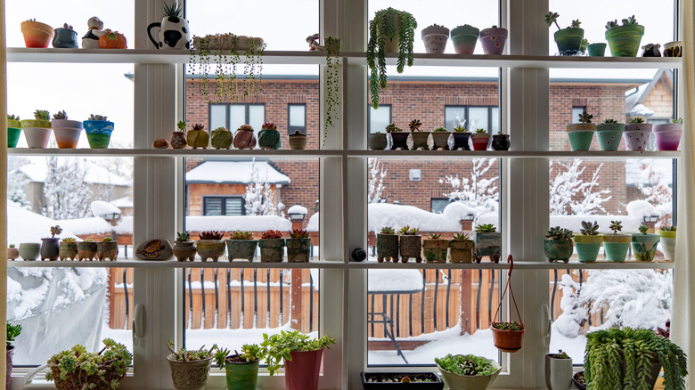 Shelves with pots in front of a giant window.