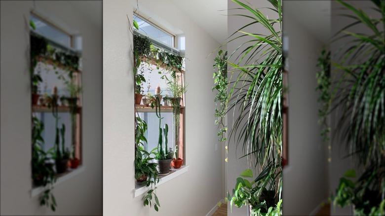 Window shelves full of plants