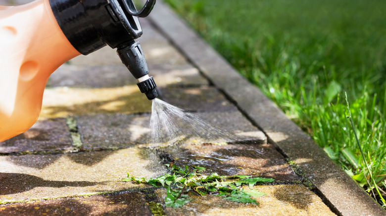 Spraying weeds between sidewalk cracks