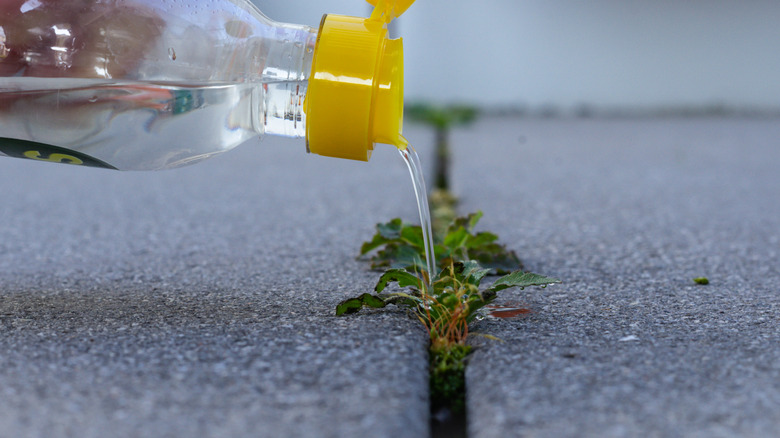 Vinegar being poured from bottle onto weed in concrete crack