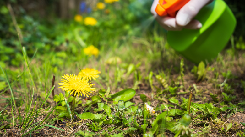 Someone using weed killer on a dandelion