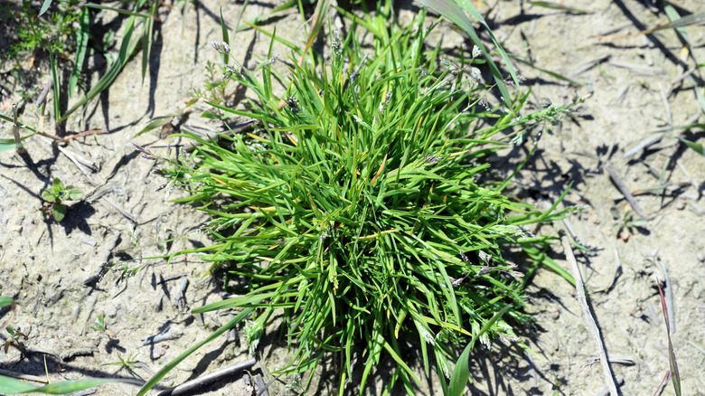 Annual meadow grass