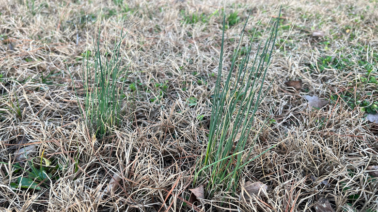 Wild weeds growing in the lawn in winter