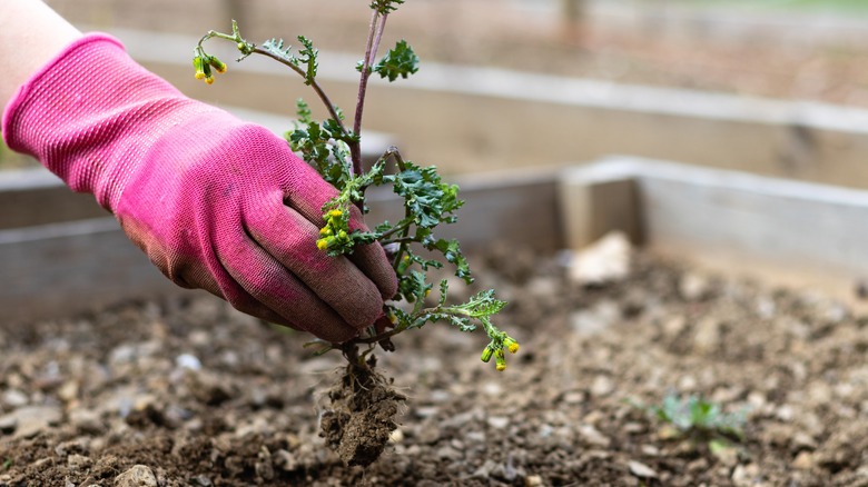 Hand pulling weeds
