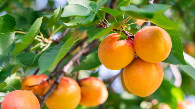 Ripe apricots on a branch