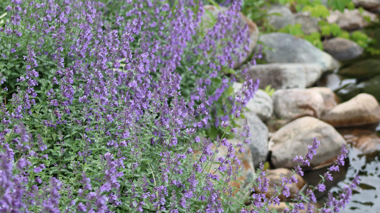 Catmint with purple flowers