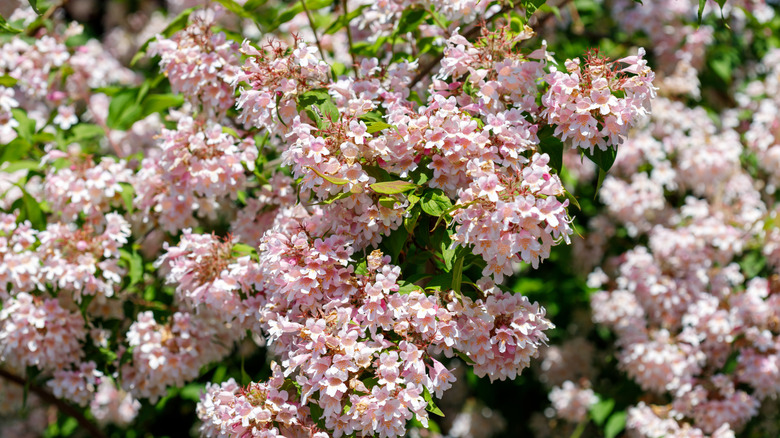Pink deutzia flowers