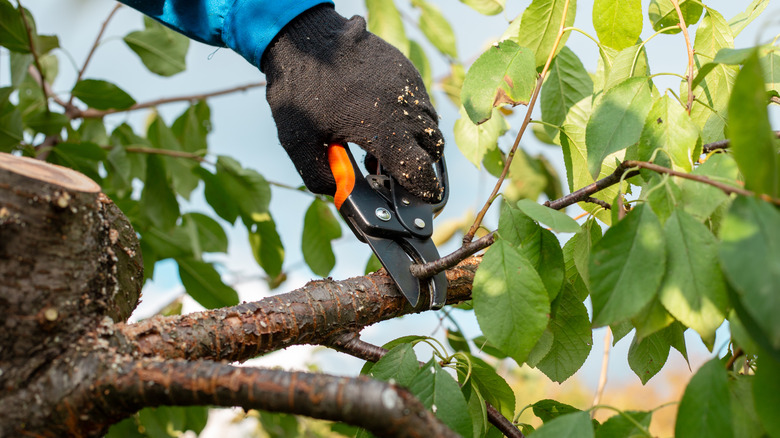 Person pruning a cherry tree in summer