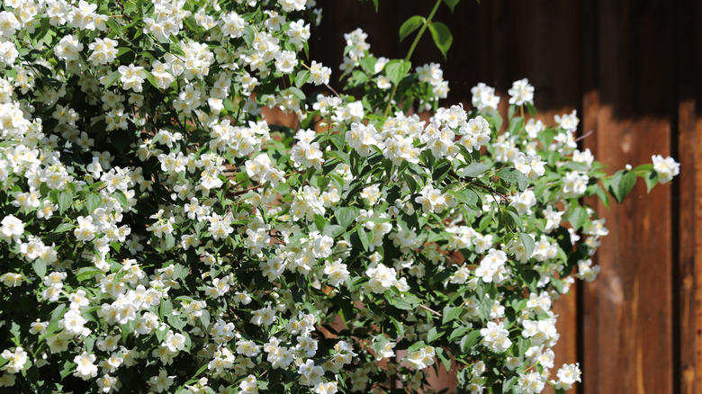 Mock orange tree with white flowers