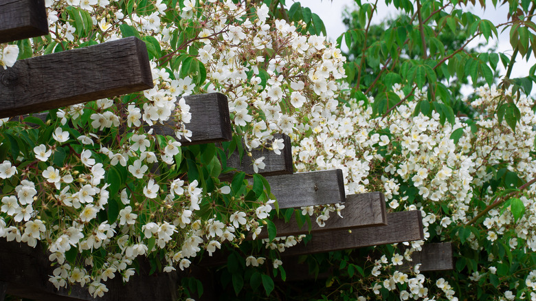 White rambling rose flowers growing over a pergola