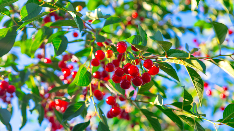 Cherry tree with ripe cherries on the branch