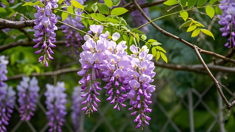 Wisteria flowers