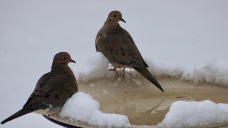 Mourning doves sitting on a snow covered bird bath