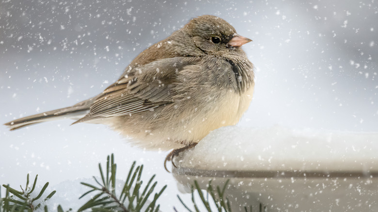 Bird sitting at bird bath in winter