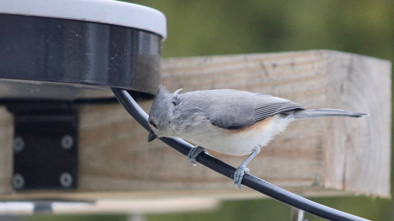 Bird on wire for heated bird bath