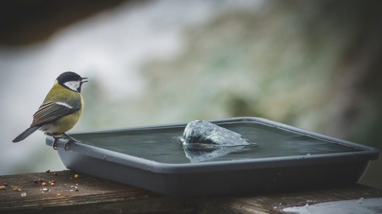 Titmouse on black bird bath