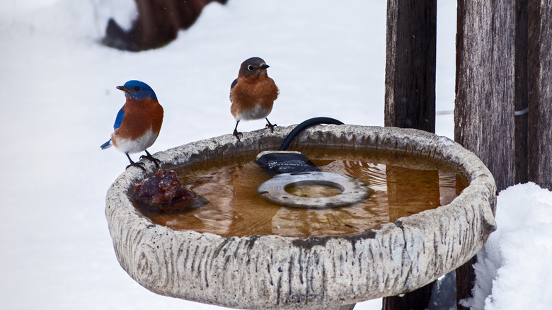 Birds standing at bird bath